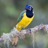 Green Jay